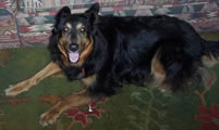 Shannon The Dog