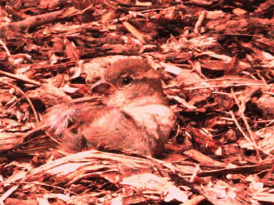 A baby bird in wood and leaves