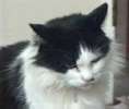 A Cat