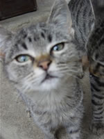 Pirate Cat, Monestevole