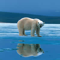 Polar Bear
