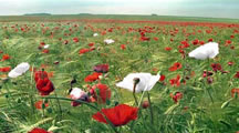 Poppies in the field