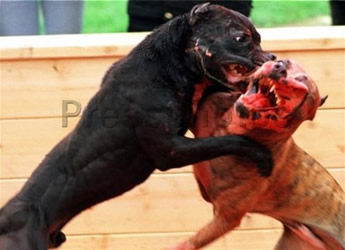 Organised Dog Fighting